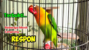 TERBUKTI, HANYA DENGAR BEBERAPA MENIT Langsung Bunyi, Suara Burung Lovebird Gacor Bikin Cepat Ngekek