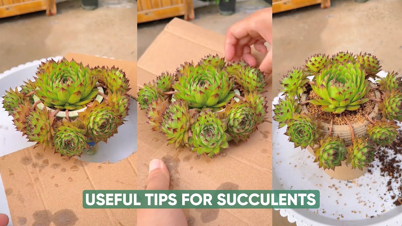 Easy Succulent Plants Care For Beginners | 다육이 | 多肉植物 - YouTube