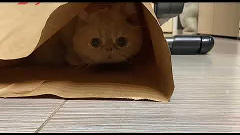 Watch the video about Exotic shorthair cat and H&M package