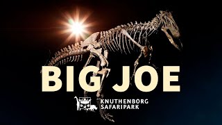 Mød Big Joe: Allosaurus i Knuthenborgs Naturhistoriske Museum