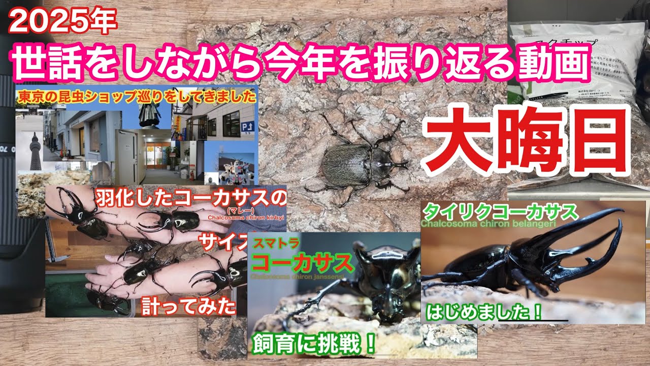 【2025】世話をしながら今年を振り返る動画