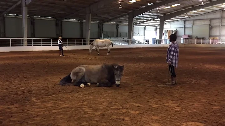 Horses that changed the way I look at things - Hor...