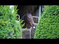 マカヒキの幸せな余生