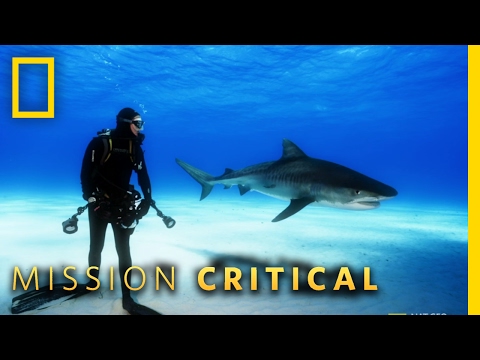 The Misunderstood Shark | Mission Critical