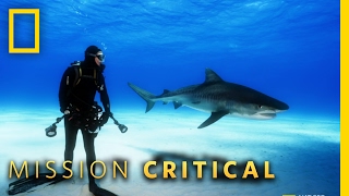 Celebrity The Misunderstood Shark | Mission Critical Profile