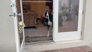 Funny Grown Up Great Dane Doesn't Want to Catch Raindrops by Max and Katie the Great Danes 1,401 views 3 weeks ago 57 seconds