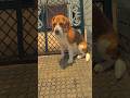 riyuu🍂💭 #trending #beagle #viral #dog #pets #cute #shortvideo #funny #puppy #reels #riyuu_003 #song