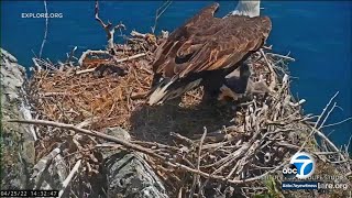 Video: Eaglet rescued from cliff on Catalina Island after accidentally being knocked out of nest