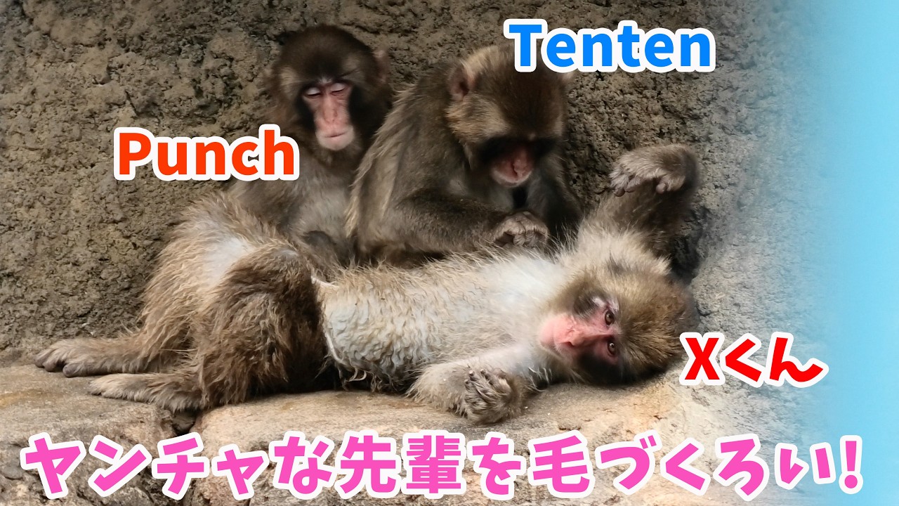 Baby Monkey's Heartwarming Hugs 🐵 Pure Love for Best Friend