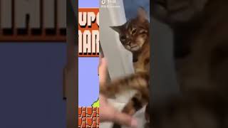 スーパーマリオブラザーズcat