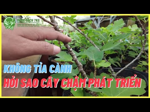 Video: Tỉa Cây Vả - Khi Nào Và Cách Tỉa Cây Vả