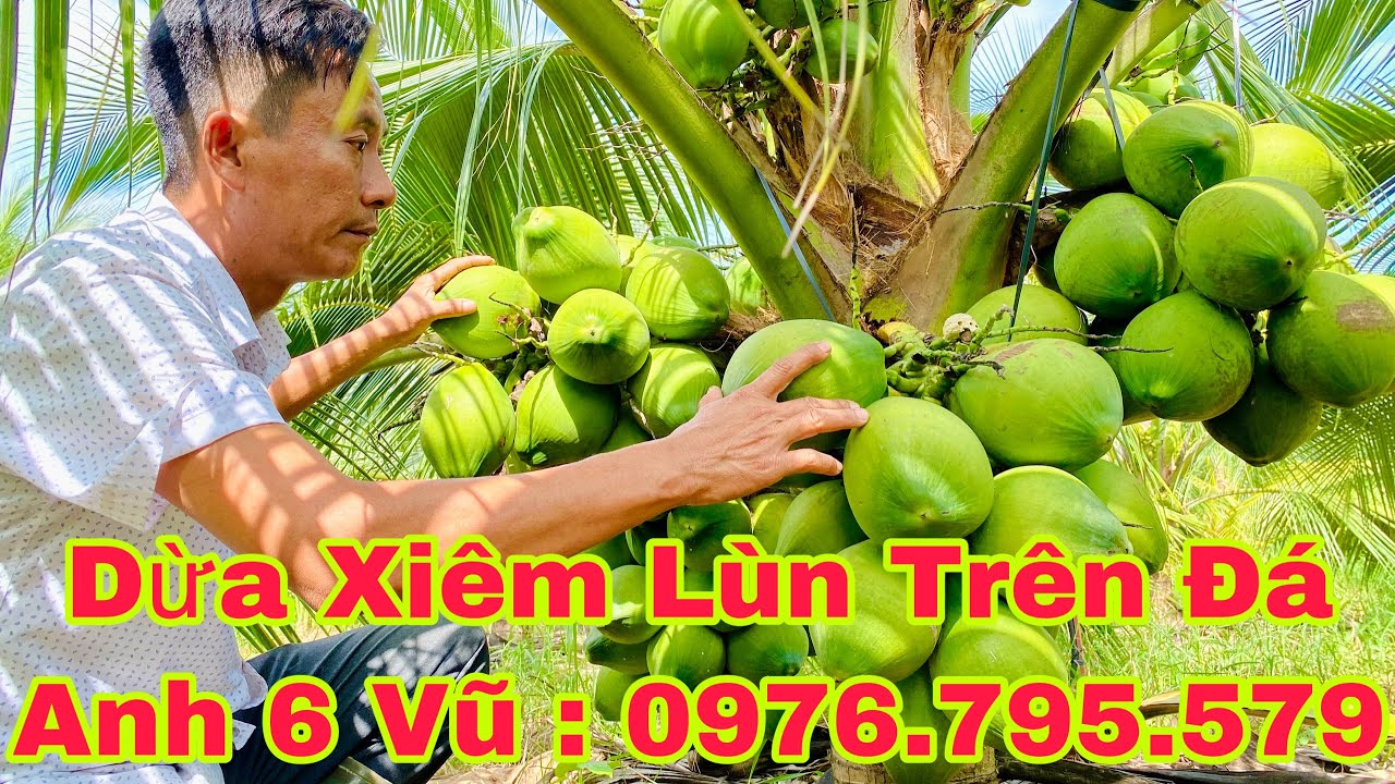 Dừa xiêm lùn mô hình xóa đói giảm nghèo một cách bền... - youtube