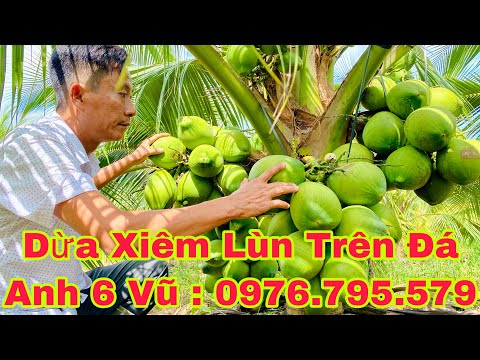 Video Dừa xiêm lùn mô hình xóa đói giảm nghèo một cách bền... - youtube