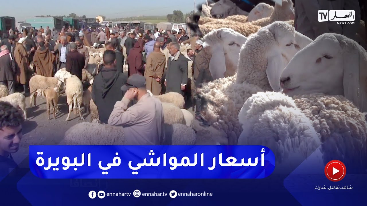 البويرة: بعد قرار استيراد المواشي الرومانية ..  سوق الماشية يشهد تراجعا