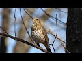 Певчий дрозд/Turdus philomelos /Song Thrush