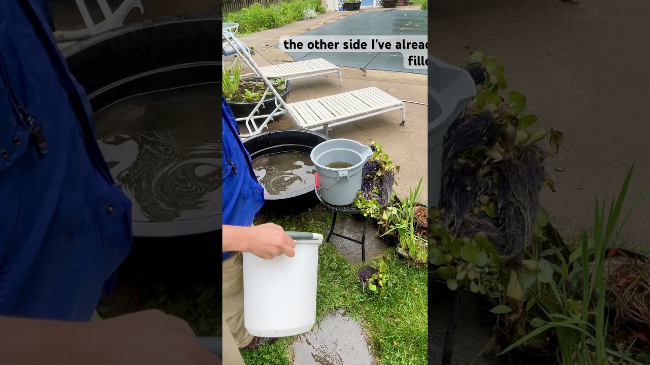 TUB POND HANDBOOK Memorial Day drain down and refill for fish - then no more water changes!