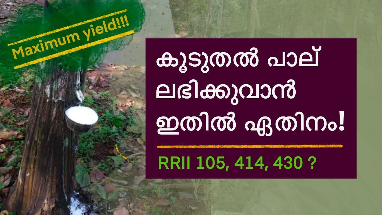 പാഠം 23: ആദായം  കൂടുതൽ  ലഭിക്കുവാൻ ഇതിൽ ഏതിനം: RRII 105, 414, 430? (variety of plant for high yield)