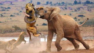 Massive Elephant Takes Down Lions in Surprising Showdown