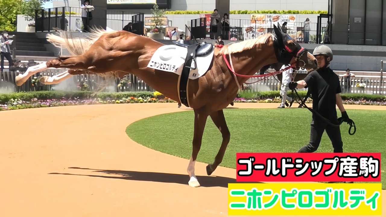 ゴールドシップ産駒】キックも美しい！厩務員さんに顔を寄せる仕草も
