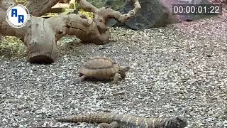 Turtle Walk Cycle, Small Turtle ~ Animation Reference