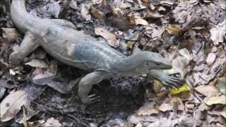 Clouded monitor (Varanus nebulosus) feeding
