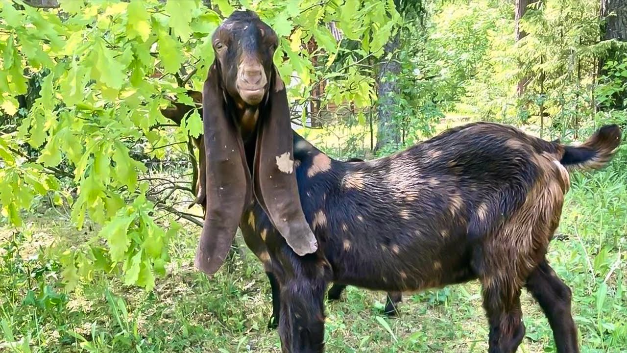 Камори цена