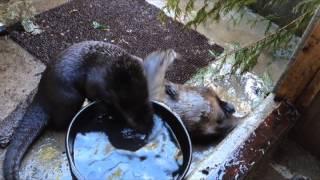 Bc Spca Wild Arc - River Otters