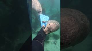 2 Seals Vs 1 Diver