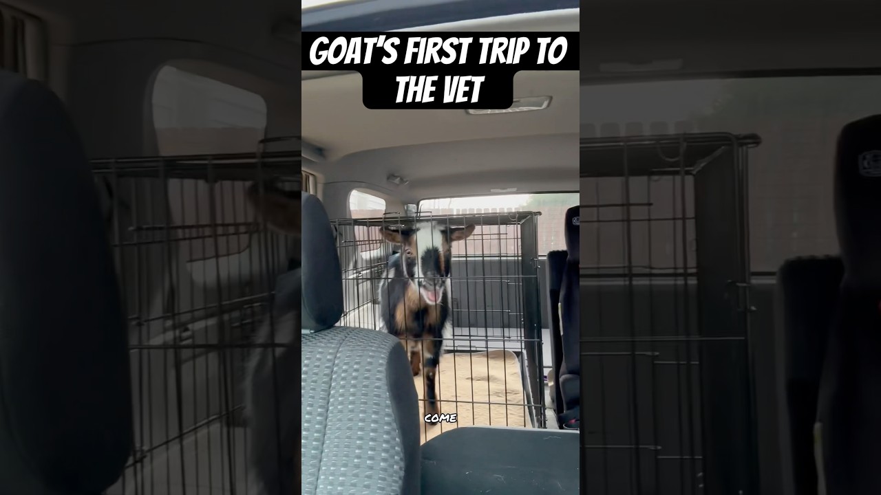 Goat’s First Trip To The Vet 