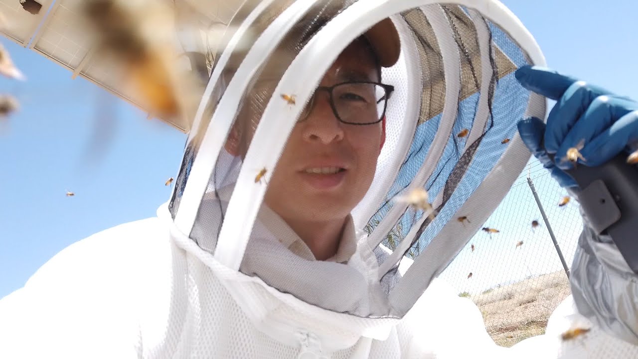 Live a day as a killer-bee hunter #killerbeeguy #killerbees - YouTube
