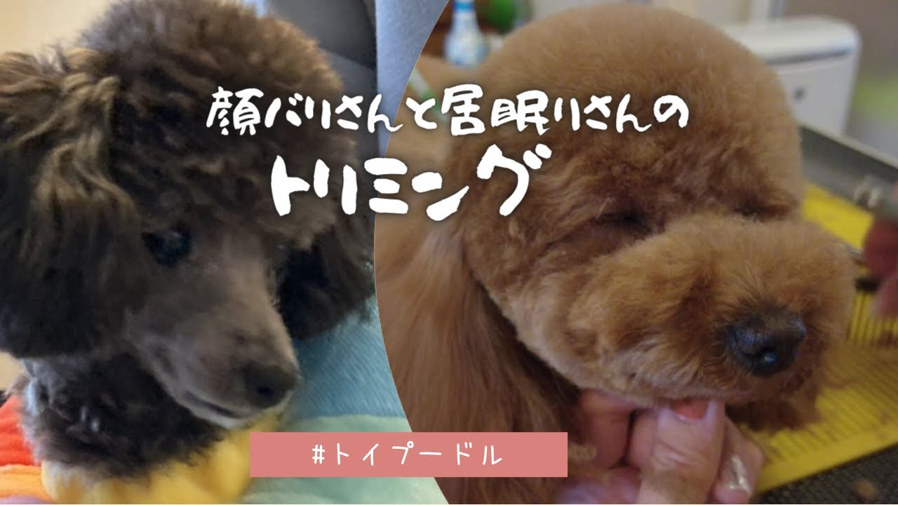 トイプードル子犬初めての顔バリに挑戦 出張トリミング Youtube