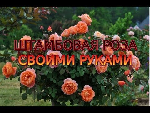 Как сделать розу на штамбе своими руками