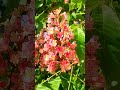 11 май 2026 г.Червен,конски кестенAesculus carnea briotiiдекоративен,депресия, тревожност,сърдечни п