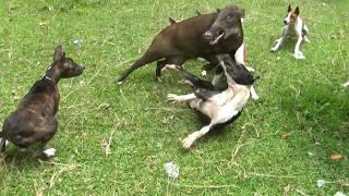 Dozens of Dogs Catch Wild Boar