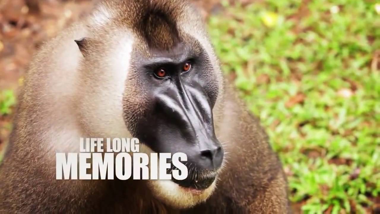 Nigeria Tourism Short Video 