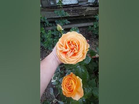 роза Кендилайт - YouTube