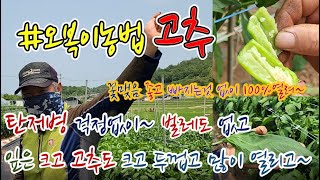 #고추 탄저병 걱정없이~ 꽃맺음 좋고~  빠지는것 없이 다 열리고~ 벌레없이~ #오복이#fmc #친환경농자재#유황규산#병충해예방#냉해예방#오복이농법 #오복이고추