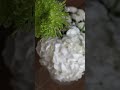 Flower Arrangements #homemade #flowers #flowerarrangement