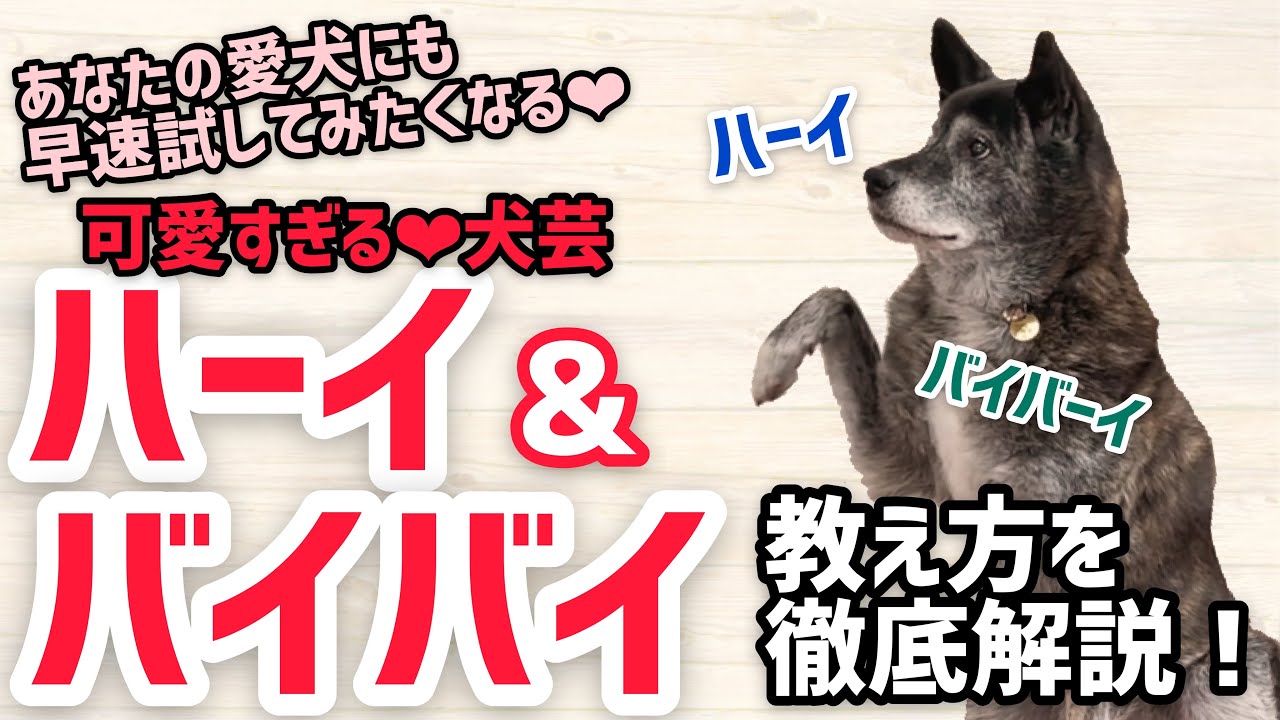 犬の芸 これができれば超絶可愛い ハーイ バイバイ の教え方をドッグトレーナーが徹底解説 Youtube 犬の芸 これができれば超絶可愛い ハーイ バイバイ の教え方をドッグトレーナーが徹底解説 Youtube