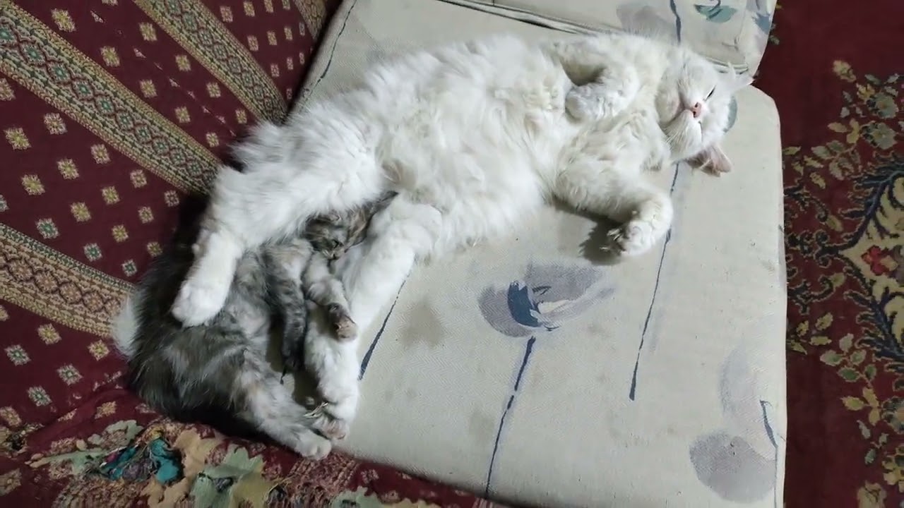 Beautiful cat and kitten - No DNA test needed