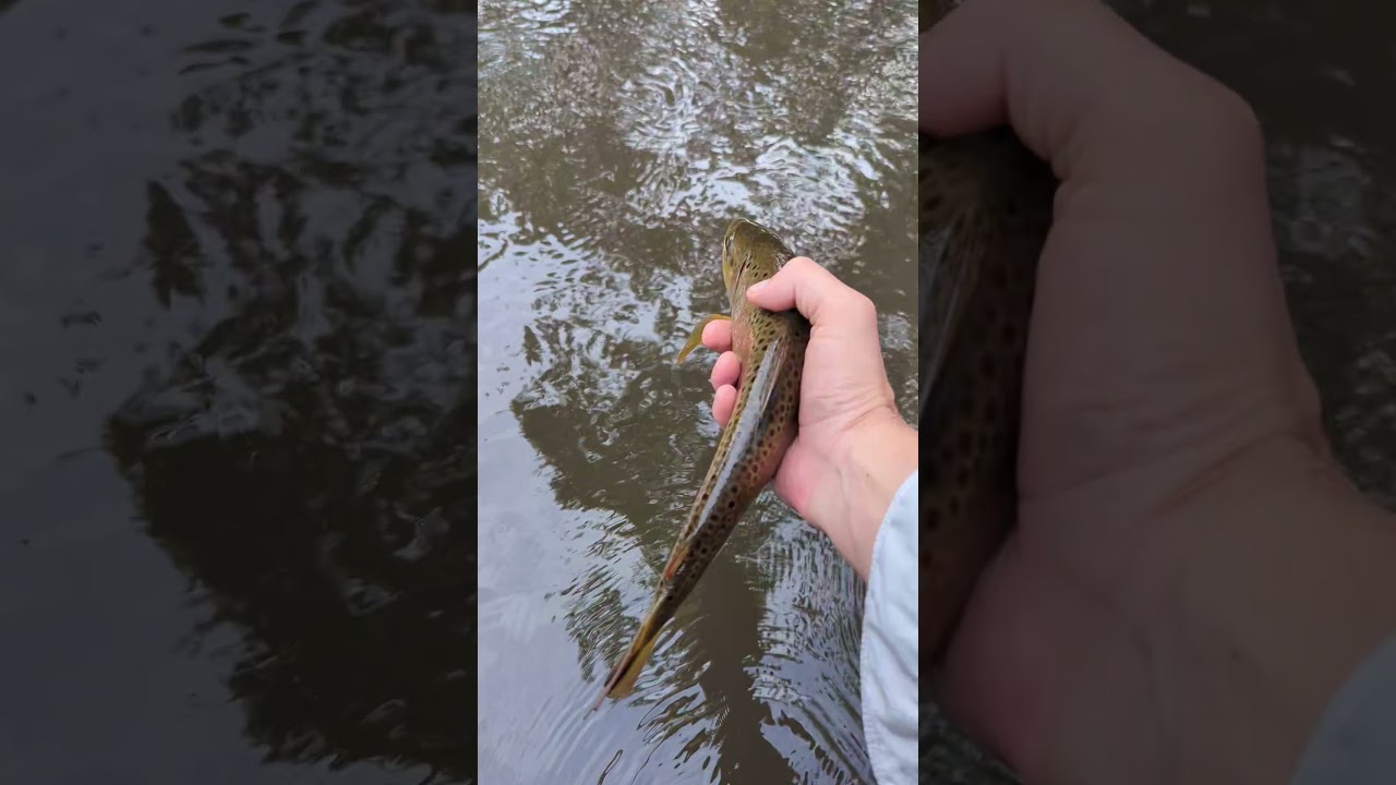 Brown trout release 