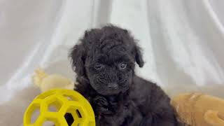 62547 トイ・プードル - YouTube