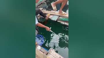 Câu cá dìa công bằng cần ikada ✌️