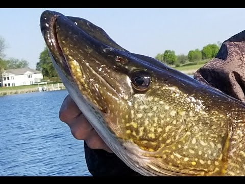 Opener 2017 - Sweet Pike & Bass Fishing - Minnesota Season ...