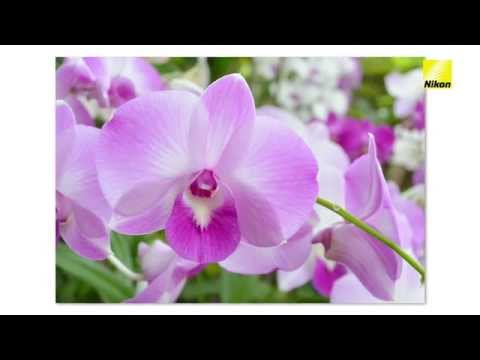 Photography for beginners
