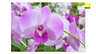 Photography for beginners - Easy flower close-ups (Nikon 1 tips & tricks)