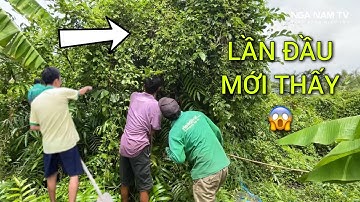 Săn Bắt Chuột Bạ Mùa Nước Nổi Và Điều Bất Ngờ Lần Đầu Mới Thấy P.1/Catch The Mouse/NGÃ NĂM TV