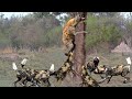Animals Fighting For Foods Hyena Cornered by Wild Dogs  - Hyena fled the hunt from Wild Dog