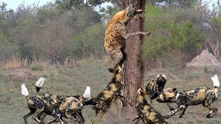 Animals Fighting For Foods Hyena Cornered by Wild Dogs  - Hyena fled the hunt from Wild Dog