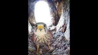 Ketika Burung Kestrel merebut sarang burung hantu #hewan